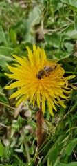 honey bee eusocial flying insect within the genus Apis of bee clade, all native to Eurasia known for their construction of perennial colonial nests wax collecting from dantelions taraxacum officinale