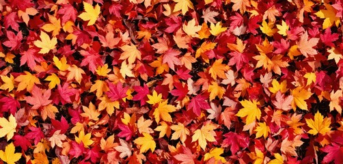 Fototapeta premium A close-up image captures a vibrant, colorful pile of autumn leaves, with red, yellow, and orange hues, creating a dynamic and eye-catching scene
