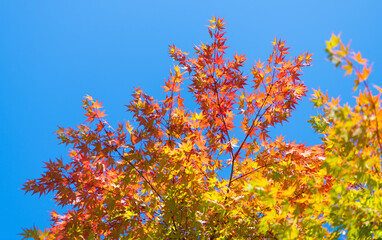 Natural autumn leaves. Autumn beauty of nature. Fall season nature. Fall leaves of maple tree. Autumn tree. Nature in fall season. Autumnal sunny day. Seasonal leaves on tree. Golden foliage