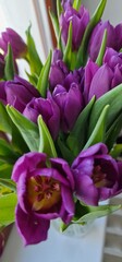 Tulips are vibrant, cup-shaped flowers that belong to the genus Tulipa, part of the Liliaceae family. They are known for their striking colors and variety of shapes, making them one of the most popula