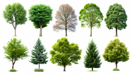 A set of ten detailed tree s featuring various types of deciduous, coniferous, and evergreen trees, trees,s, nature