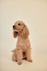 Cute poodle dog sitting on neutral beige background with curly fur and looking to the side while showing calm and relaxed expression