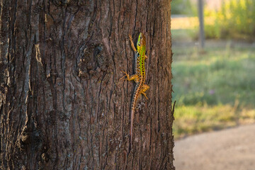grüne echse klettert auf einem baum