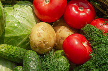 Vegetables cabbage tomatoes cucumbers potatoes and dill.