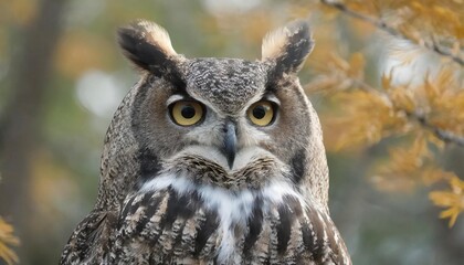 Obraz premium Isolated great horned owl with depth of field showcasing large tufts and striking eyes