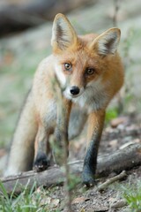 Close-up portrait of a curious little red fox (Vulpes vulpes) staring right into the camera. 