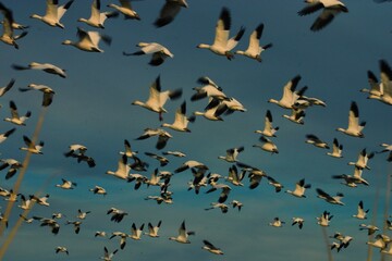 flock of birds