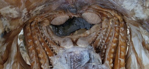 inside if a moutn of wels catfish silurus glanis