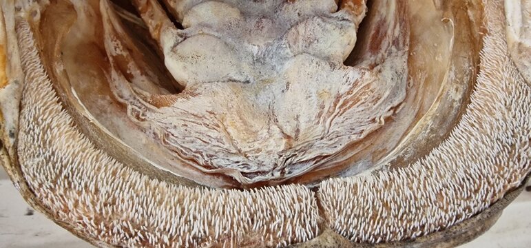 inside if a moutn of wels catfish silurus glanis