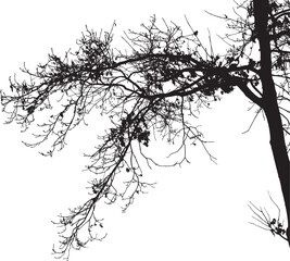 Natural oak tree branches silhouette on a white background.Vector eps 10.                                                                                                                               