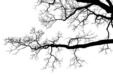 Natural oak tree branches silhouette on a white background                                                                                                                                              