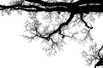 Natural oak tree branches silhouette on a white background                                                                                                                                              