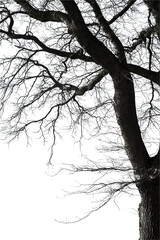 Fototapeta premium Natural oak tree branches silhouette on a white background 