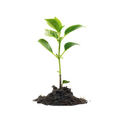Plant Seedling on Transparent Background