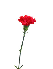 A red carnation blooming on white