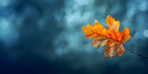 A single yellow oak leaf on a blurred background. Autumn banner with space for text