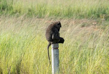 Baboon sitting on a concrete pole on the side of a road in Uganda
