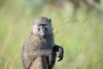 Baboon sitting on a concrete pole on the side of a road in Uganda