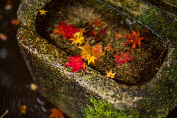 Colorful autumn leaves floating in a stone water basin