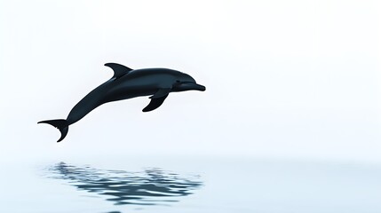 A graceful dolphin silhouette leaping through the air, captured in mid-motion with a light blue background