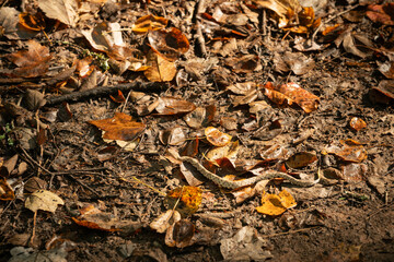 Small, Northern copperhead venomous snake, camouflaged on the forest floor.