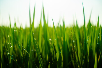 夏の育つ稲20230729