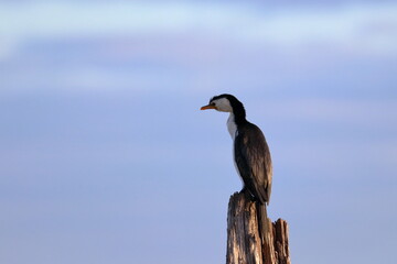 little pied cormorant