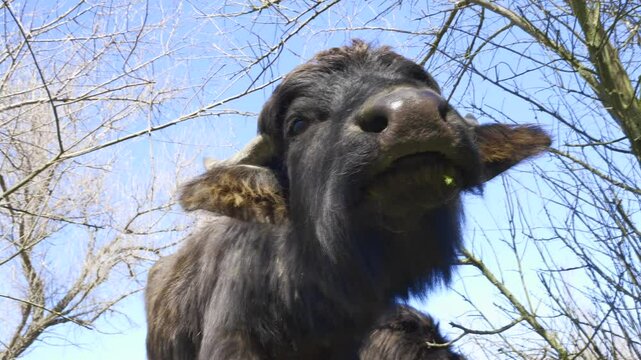 Bottom view, portrait of curious Water Buffalo calf looks at the camera on blue sky background, Slow motion