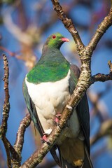 Kereru or New Zealand wood Pidgeon sitting in a tree