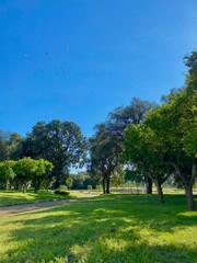 trees in the park