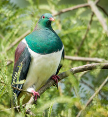 Kereru or New Zealand wood Pidgeon sitting in a tree
