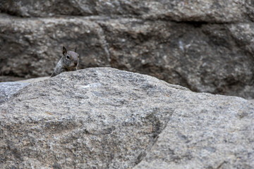 A California ground squirrel on granite rocks at Yosemite Falls, Yosemite National Park. Captured in its natural habitat, showcasing the rugged beauty and wildlife of the park.
