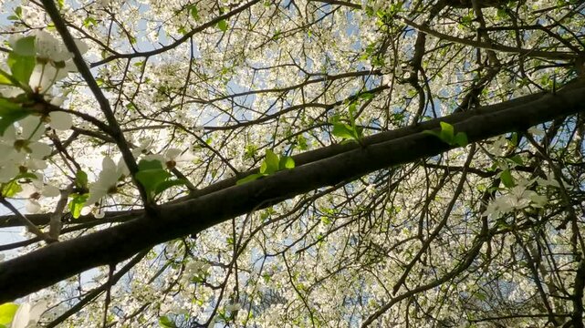 Moving upward from a thick green tava through the branches of a blossoming fruit tree, Backlighting (Contre-jour), Bottom view. Natural spring garden background