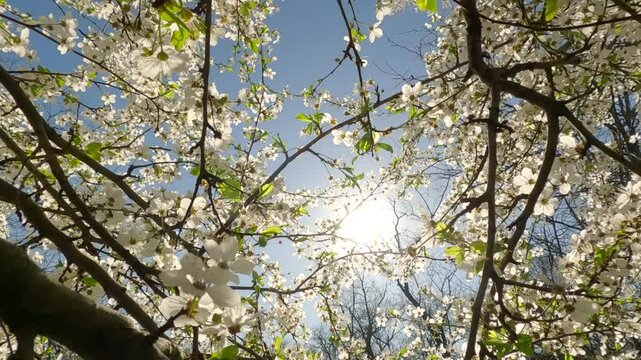 From the crown of an abloom fruit tree moving down between the branches on a sunny spring morning, Backlight (Contre-jour). Natural spring garden background