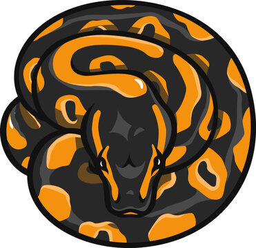 Illustration of Balling Curled Up on Its Own