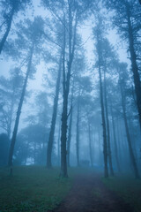 Beautiful scenery of the mist in the morning at the Camp Car Camping Site nature of Huai Nam Dang National Park the famous place of travel attraction destination at Chiang Mai, Thailand.