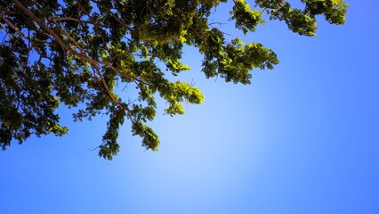 Tree branches silhouetted against a vibrant blue sky, ideal for naturethemed designs, backgrounds, environmental campaigns, or outdoorrelated content.