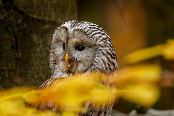 Owl in autumn. Portrait of ural owl, Strix uralensis, perched in colorful beech forest. Beautiful...