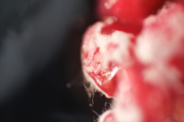 Growth of white fungus on pomegranate seed in plastic bag after a week