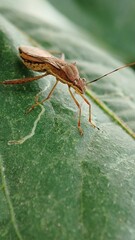 Brown insect walking on green leaf. Perfect for nature blogs, wildlife articles, insect identification guides, educational materials, and ecological presentations.