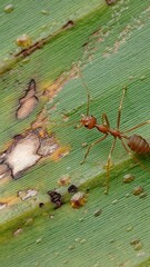 A red ant on a banana leaf with holes