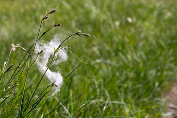 Mountain Goat Fur Tangled In Flower Buds