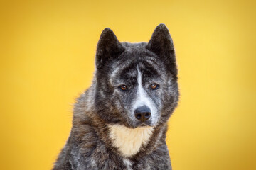 Portrait of an Akita dog isolated on yellow studio background