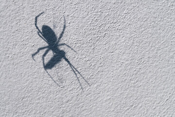 Shadow of large spider eating it's prey on a white stucco wall