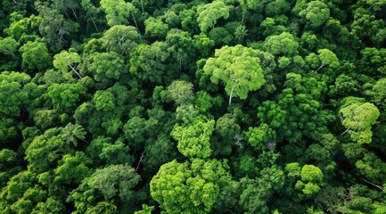Lush green forest with many trees and a few bushes. The forest is full of life and is a beautiful sight to behold
