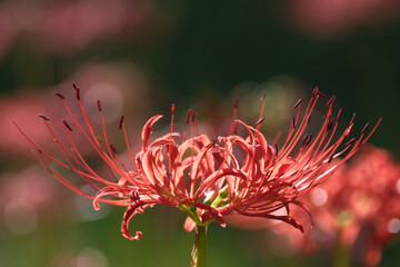 真ん中に咲く綺麗な彼岸花