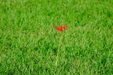 芝生で咲く一本の彼岸花