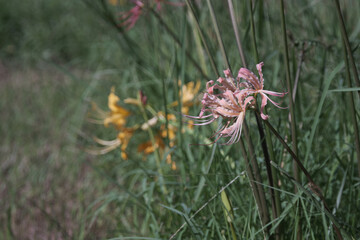 ピンク色のかわいい彼岸花