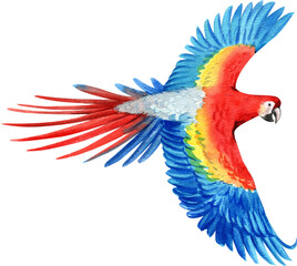 The macaw is a vibrant parrot known for its colorful feathers, hand-drawn watercolor illustration