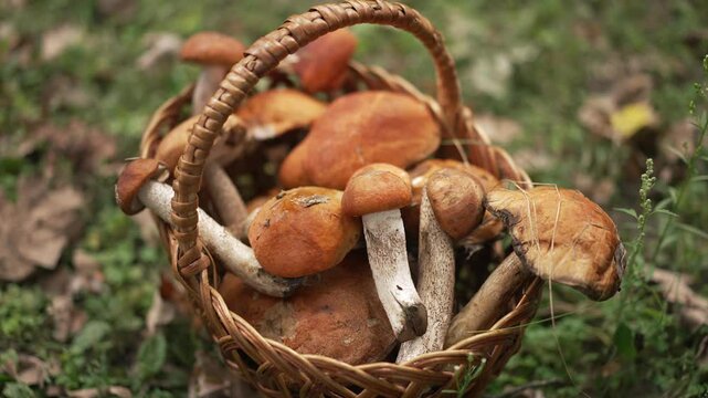 A charming collection of freshly foraged wild mushrooms beautifully displayed in a rustic basket on the forest floor